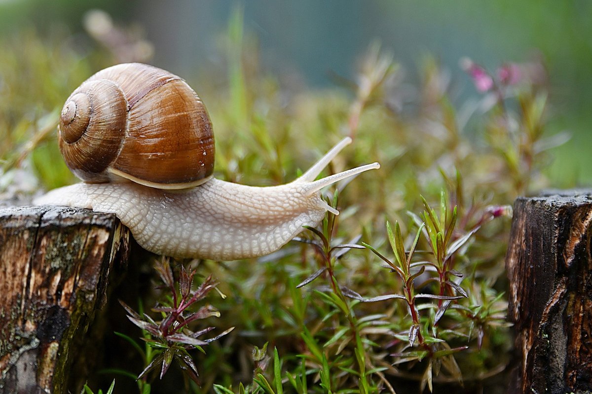 Un melc fugea disperat